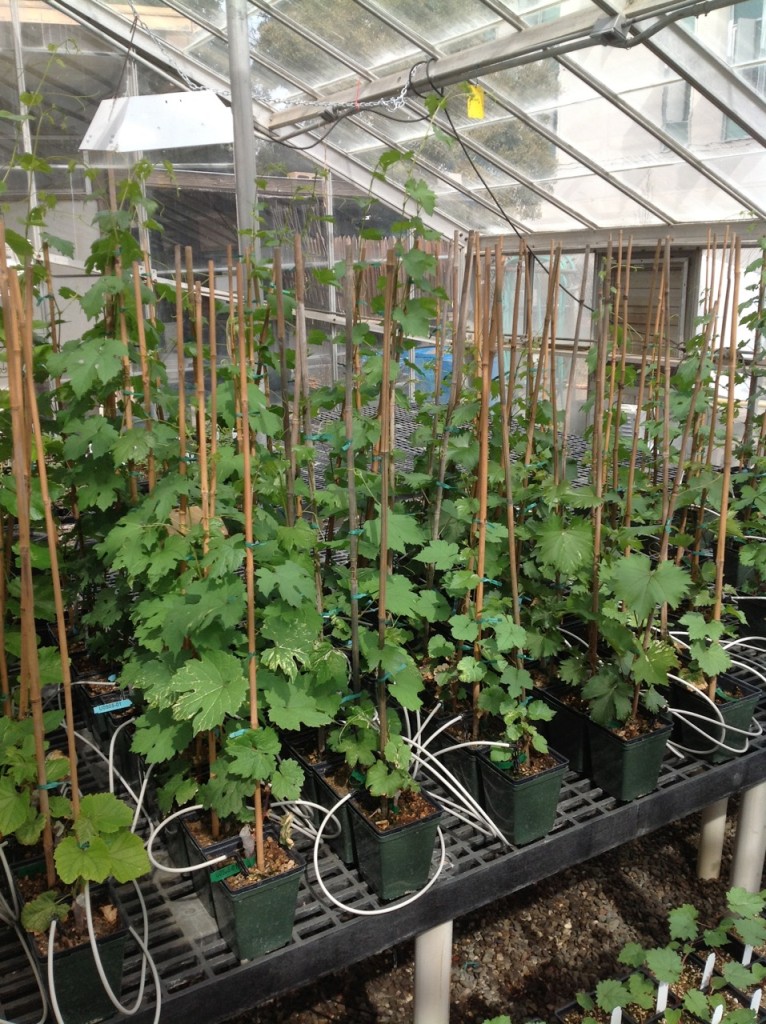 California Grape Rootstock Commission (CGRC) To fund and provide